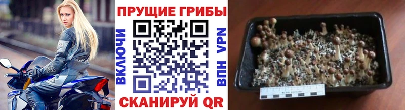 Купить где  Кунгур  Галлюциногенные грибы GOLDEN TEACHER 